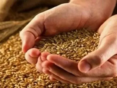 گندمکاران حتما بخوانند/ قیمت جدید گندم اعلام شد