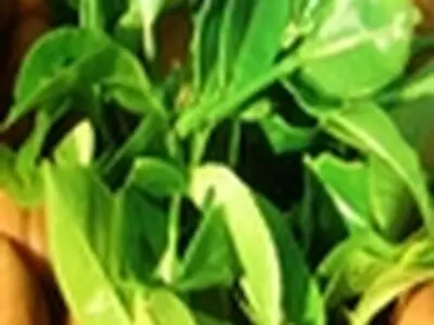 باید وضعیت صنعت چای مطلوب‌تر شود