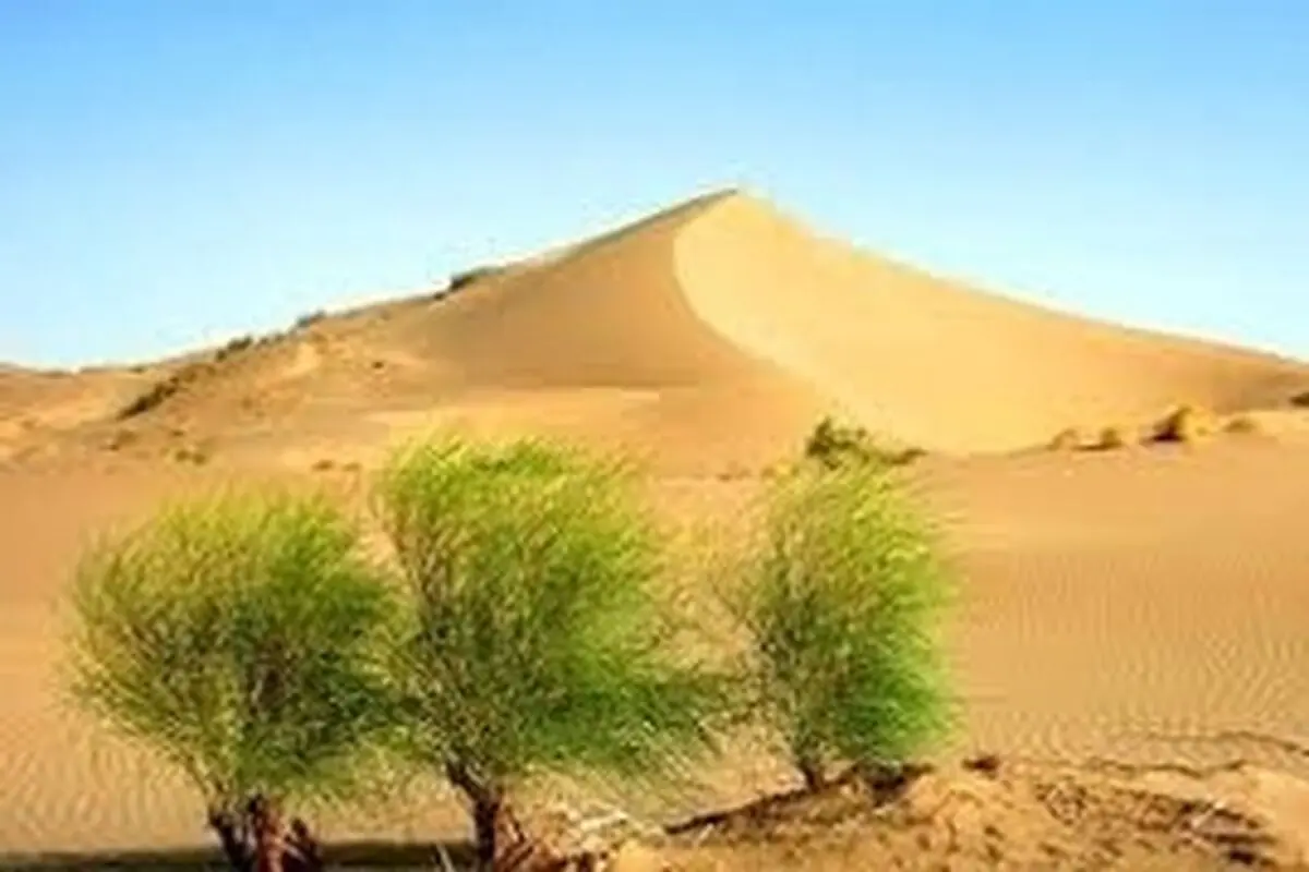 کوره‌های گچ ۷ هزار هکتار از عرصه‌های گیاهی دشت سجزی را تخریب کرده‌اند
