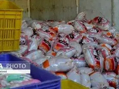 توزیع بیش از ۳۷۳ تن مرغ کشتار روز در سطح بازار آذربایجان غربی 