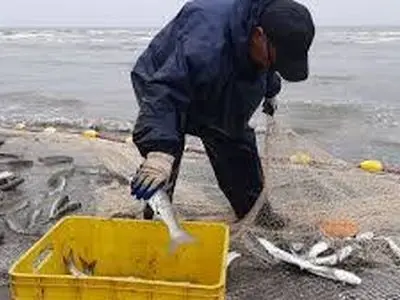 صید بیش از ۵۰۰ تن انواع ماهیان استخوانی از دریای خزر در گیلان