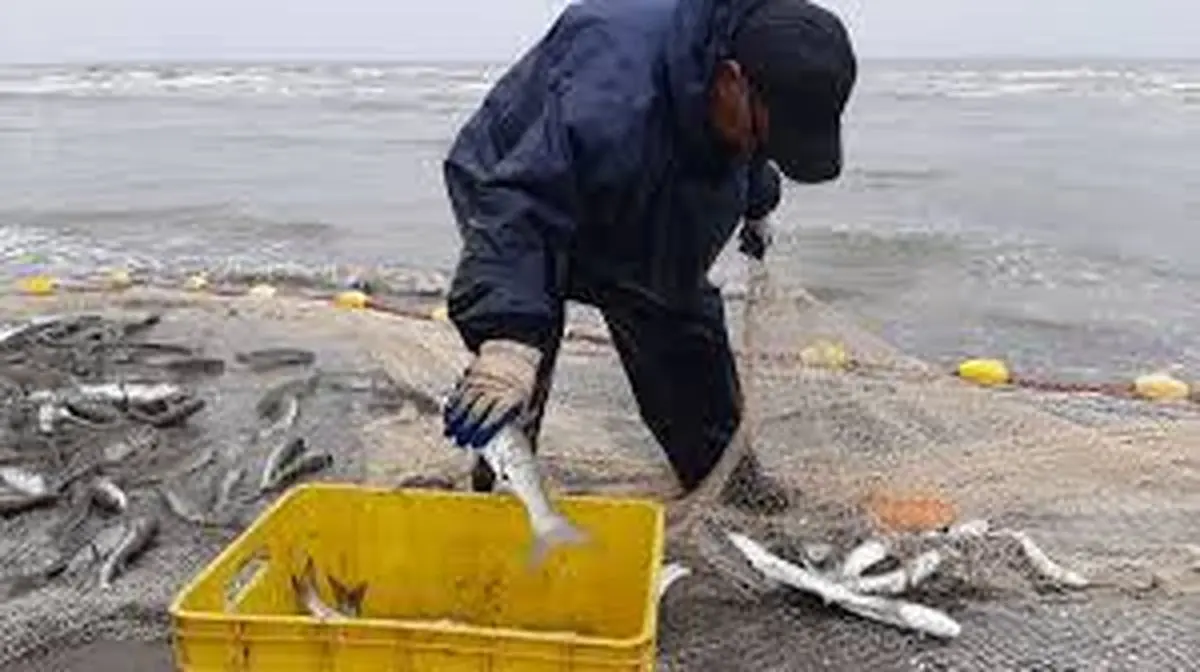 صید بیش از ۵۰۰ تن انواع ماهیان استخوانی از دریای خزر در گیلان