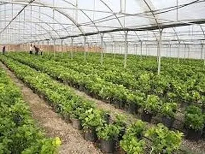 افزایش 100 هکتاری کشت گلخانه ای در اراضی استان سمنان