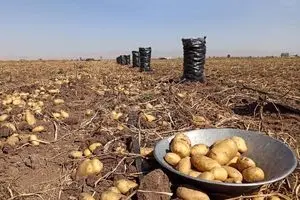 ایجاد ذخایر احتیاطی محصولات کشاورزی برای رفع کمبود در مواقع بحران