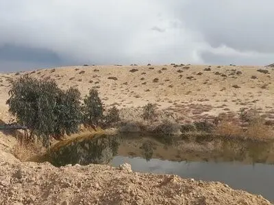 بیماری خاصی در بین پرندگان مهاجر مشاهده نشده است