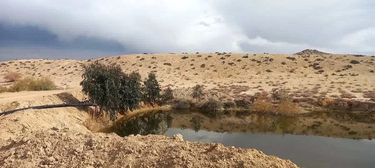 بیماری خاصی در بین پرندگان مهاجر مشاهده نشده است