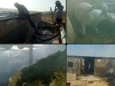 مرگ اسب‌ها در آتش‌سوزی یک اسطبل