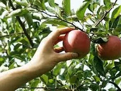 افزایش ماندگاری میوه ها با واکسی خاص