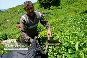 بیش از ۸۶ هزار تن برگ سبز چای خریداری شد
