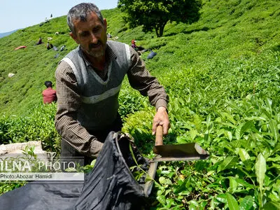 خرید ۵۰ هزار تن برگ سبز چای بهاره از چایکاران
