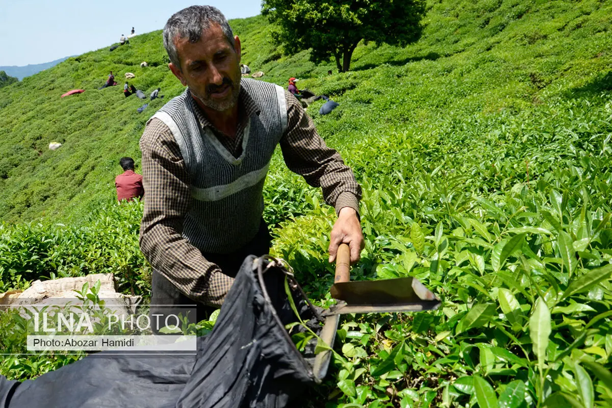 خرید ۵۰ هزار تن برگ سبز چای بهاره از چایکاران