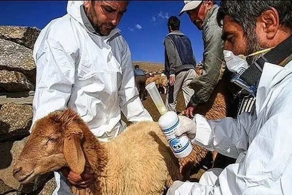 زنگ خطر تب کریمه کنگو در فارس به صدا درآمد / گوشت را از قصابی‌های بین راهی خریداری نکنید