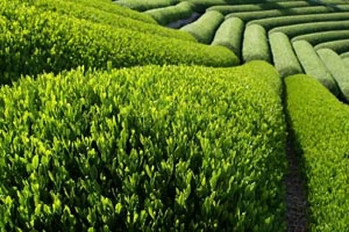 افزایش ۲۱ درصدی قیمت خرید تضمینی برگ سبز چای 