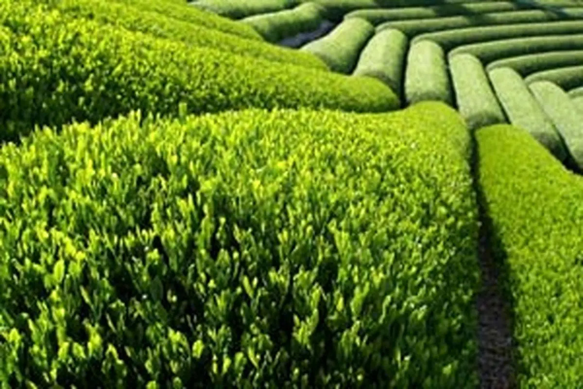 افزایش ۲۱ درصدی قیمت خرید تضمینی برگ سبز چای