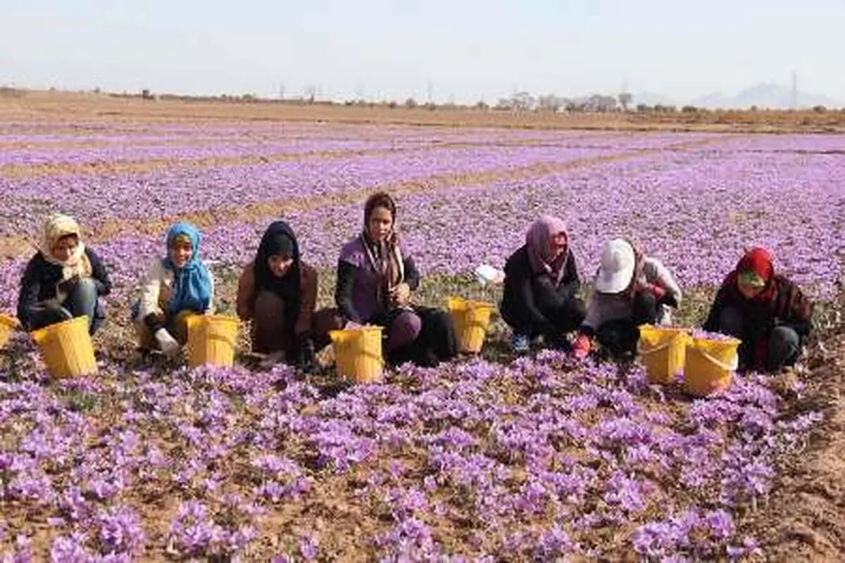 تا پایان دهه فجر بورس زعفران راه اندازی می شود