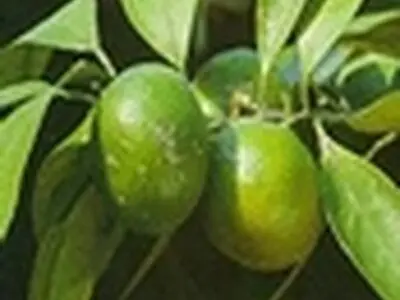 آغاز برداشت نارنگی پیش رس از باغات مرکبات استان مازندران