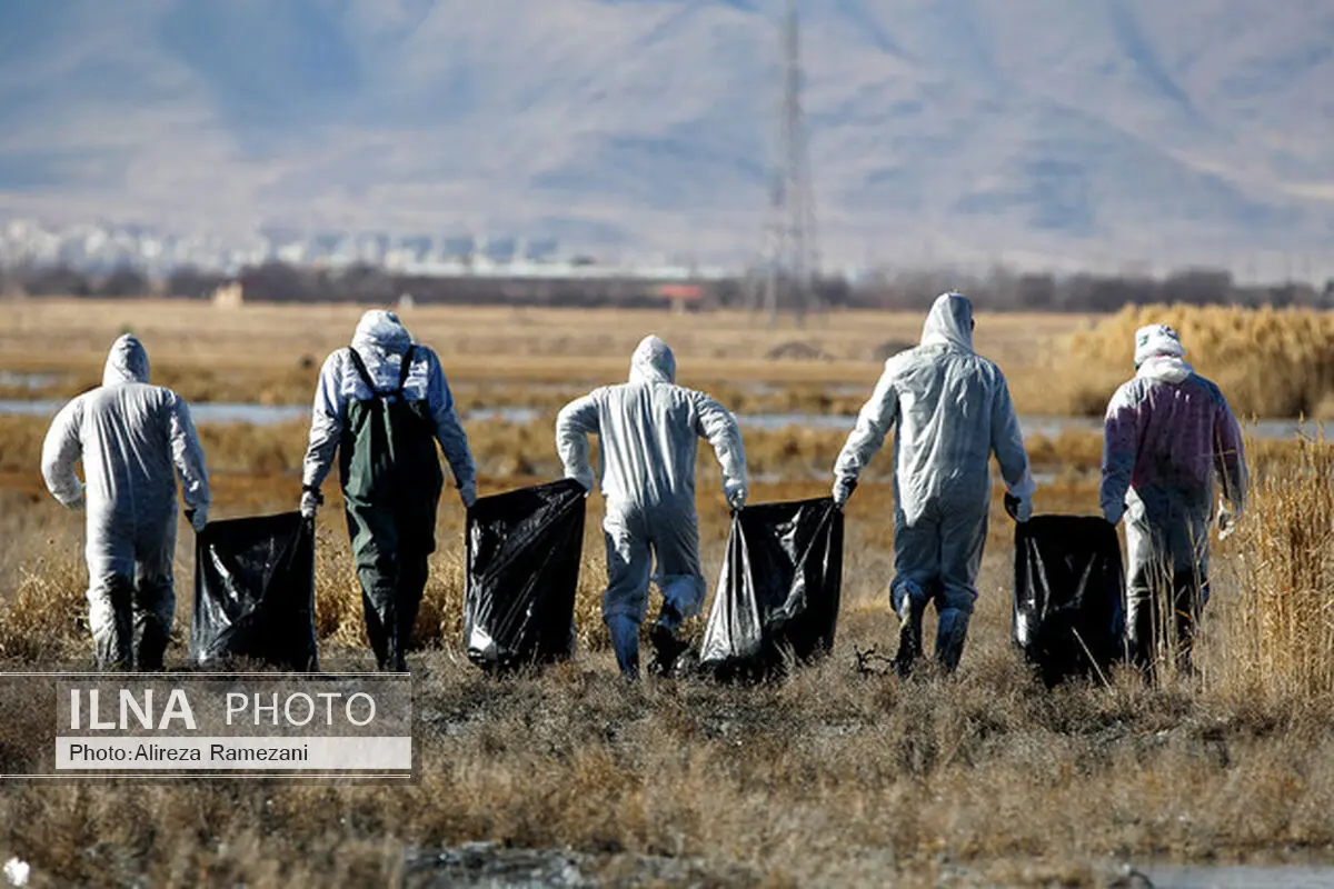 دفن بهداشتی طیور 3 روستای گیلان به دلیل آنفلوانزای پرندگان
