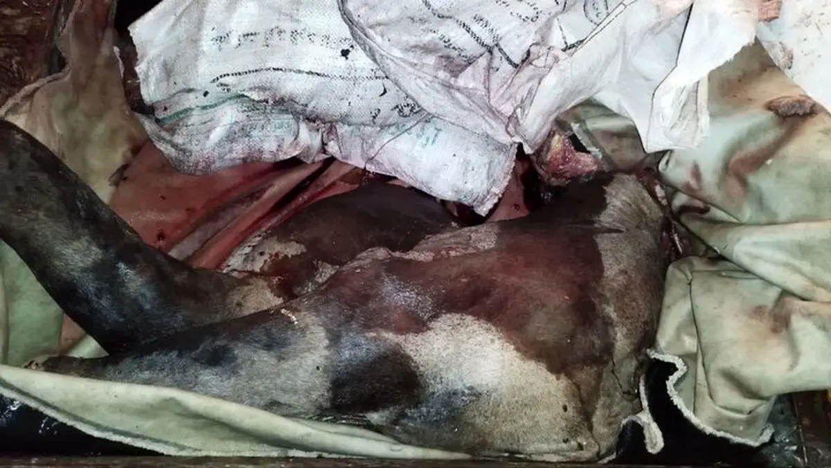 کشف لاشه ذبح شده اسب در شهرستان لاهیجان