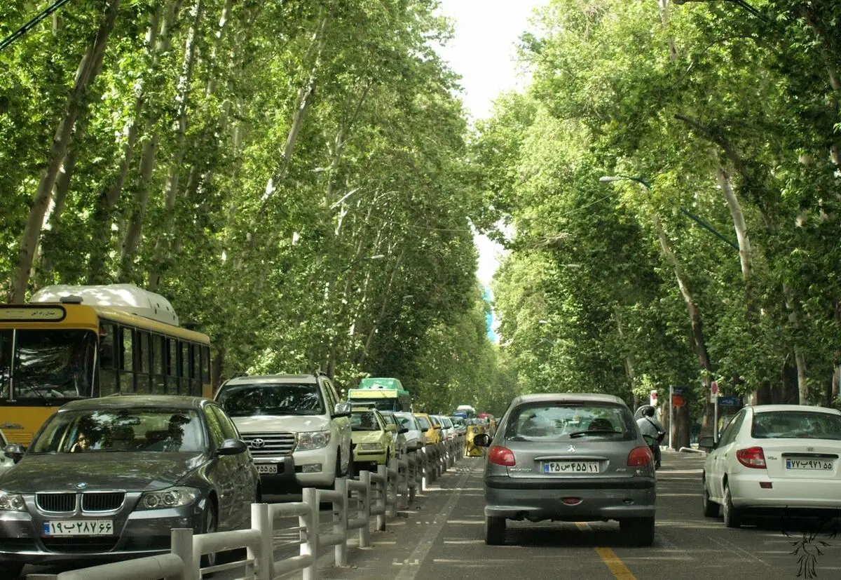 انتقاد جدی به کم‌کاری در حوزه حفظ و صیانت از چنارهای طولانی‌ترین خیابان تهران