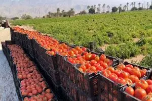 تولید ۷۵۰ هزار تن محصول گوجه‌فرنگی، حاصل تلاش سه هزار بهره بردار هرمزگانی