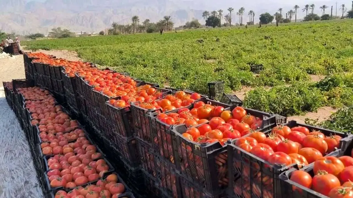 تولید ۷۵۰ هزار تن محصول گوجه‌فرنگی، حاصل تلاش سه هزار بهره بردار هرمزگانی 