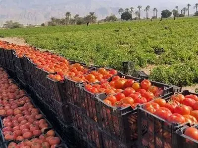 تولید ۷۵۰ هزار تن محصول گوجه‌فرنگی، حاصل تلاش سه هزار بهره بردار هرمزگانی 