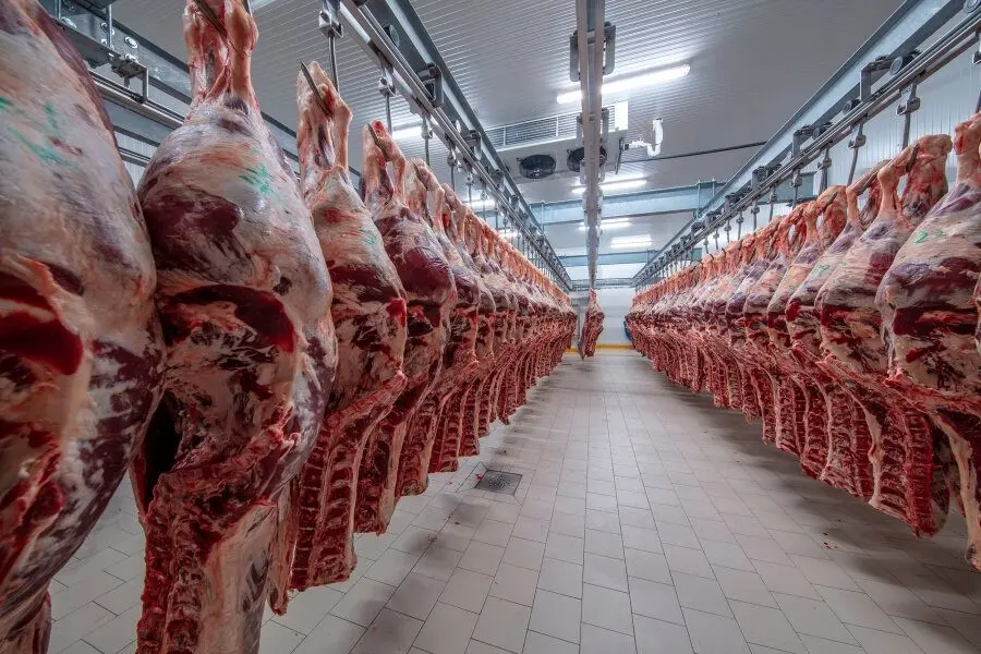 واردات ۲۵۰ هزار تن گوشت؛ تیشه به ریشه دام داخلی/ افزایش قیمت گوشت مهندسی‌شده بود/ سرمایه ملت خرج بازار استرالیا و رومانی می‌شود