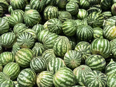 کشف ۸۸ کیلوگرم تریاک در قم در پوشش بارهندوانه