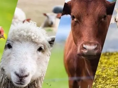 راهنمای جامع خرید دام زنده و گوسفند زنده
