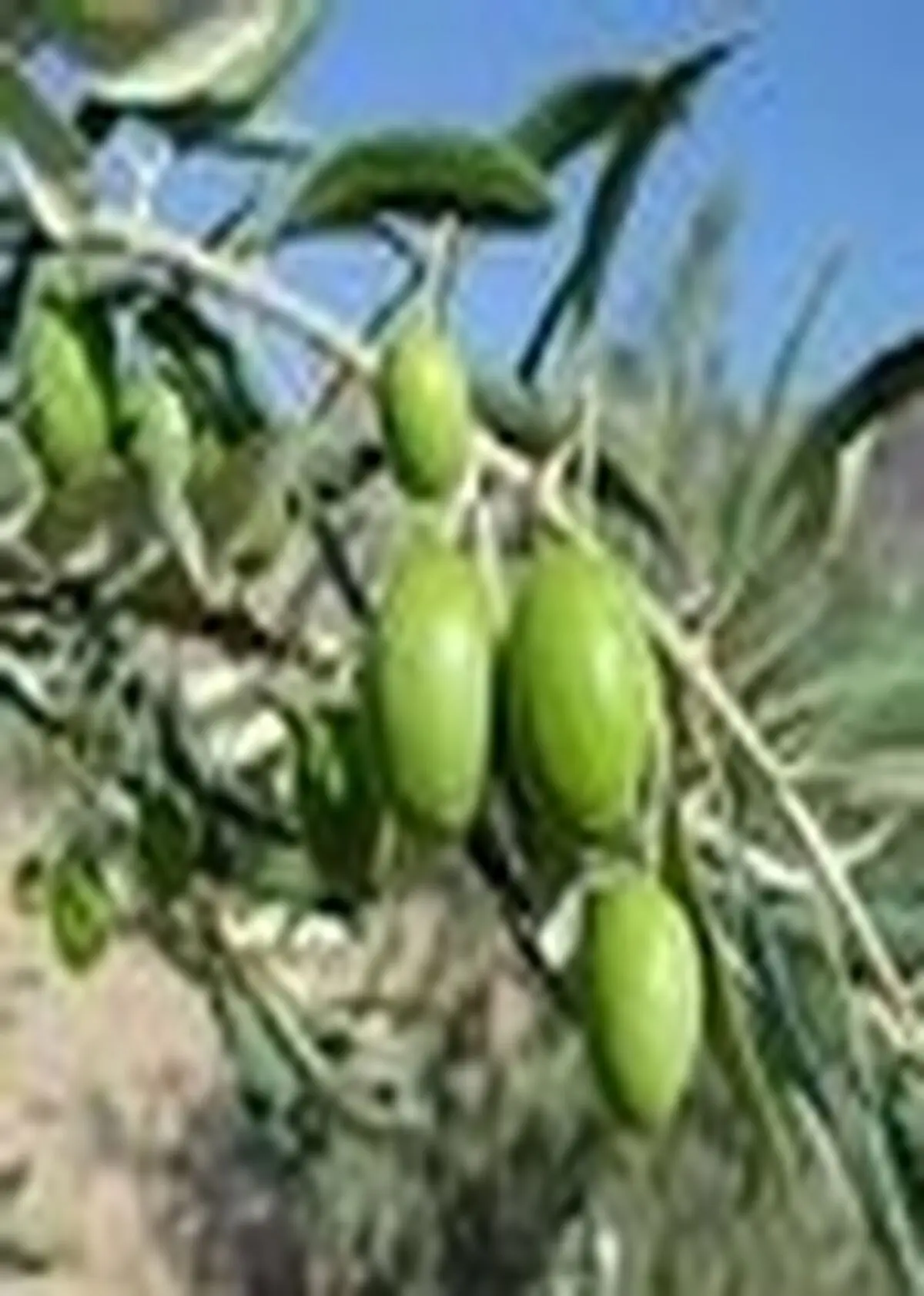 ۵ هزار تن زیتون روغنی در رودبار برداشت شد