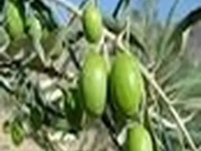 ۵ هزار تن زیتون روغنی در رودبار برداشت شد