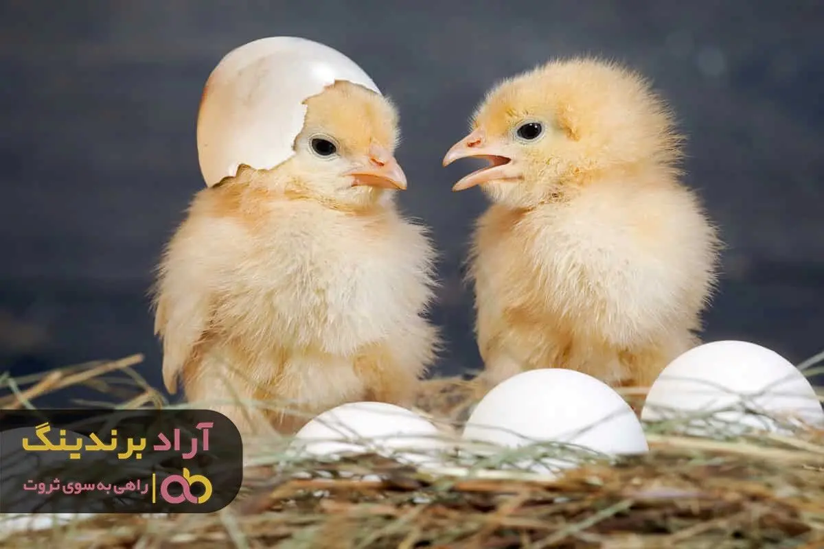 چه زمانی جوجه یک روزه سفید رشد ناگهانی دارد؟