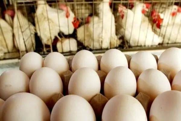 قیمت مصوب تخم‌مرغ هزینه‌های تولید را پوشش نمی‌دهد/ جلوگیری از صادرات به بهانه تنظیم بازار