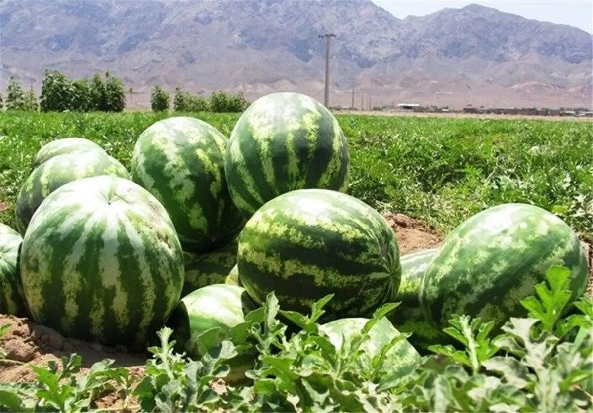 برداشت هندوانه و خربزه دیم محصول ارگانیک و سالم در شهرستان گناباد