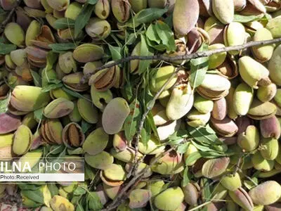 پیش‌بینی برداشت بیش از چهار هزار تن بادام در قزوین