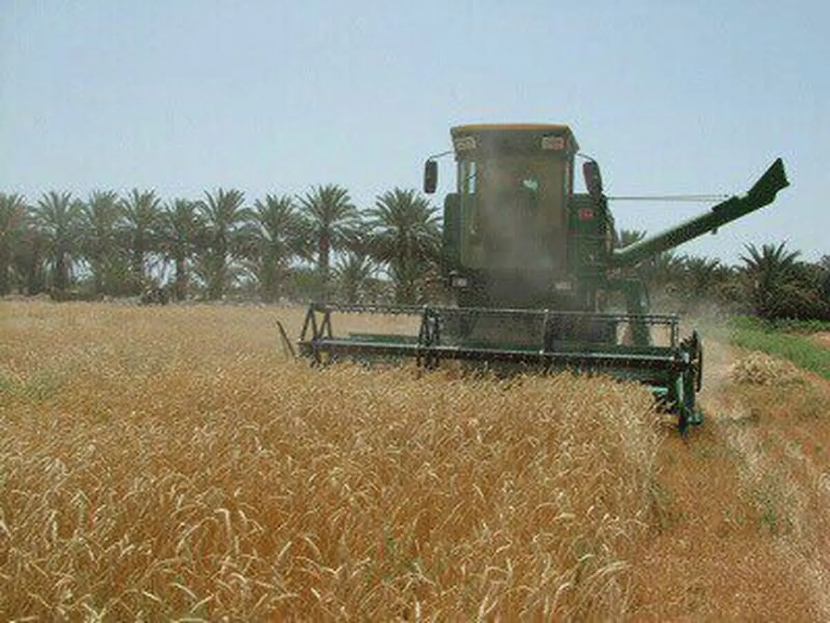 خرید گندم درسیستان و بلوچستان  از مرز ٣٠ هزار تن گذشت
