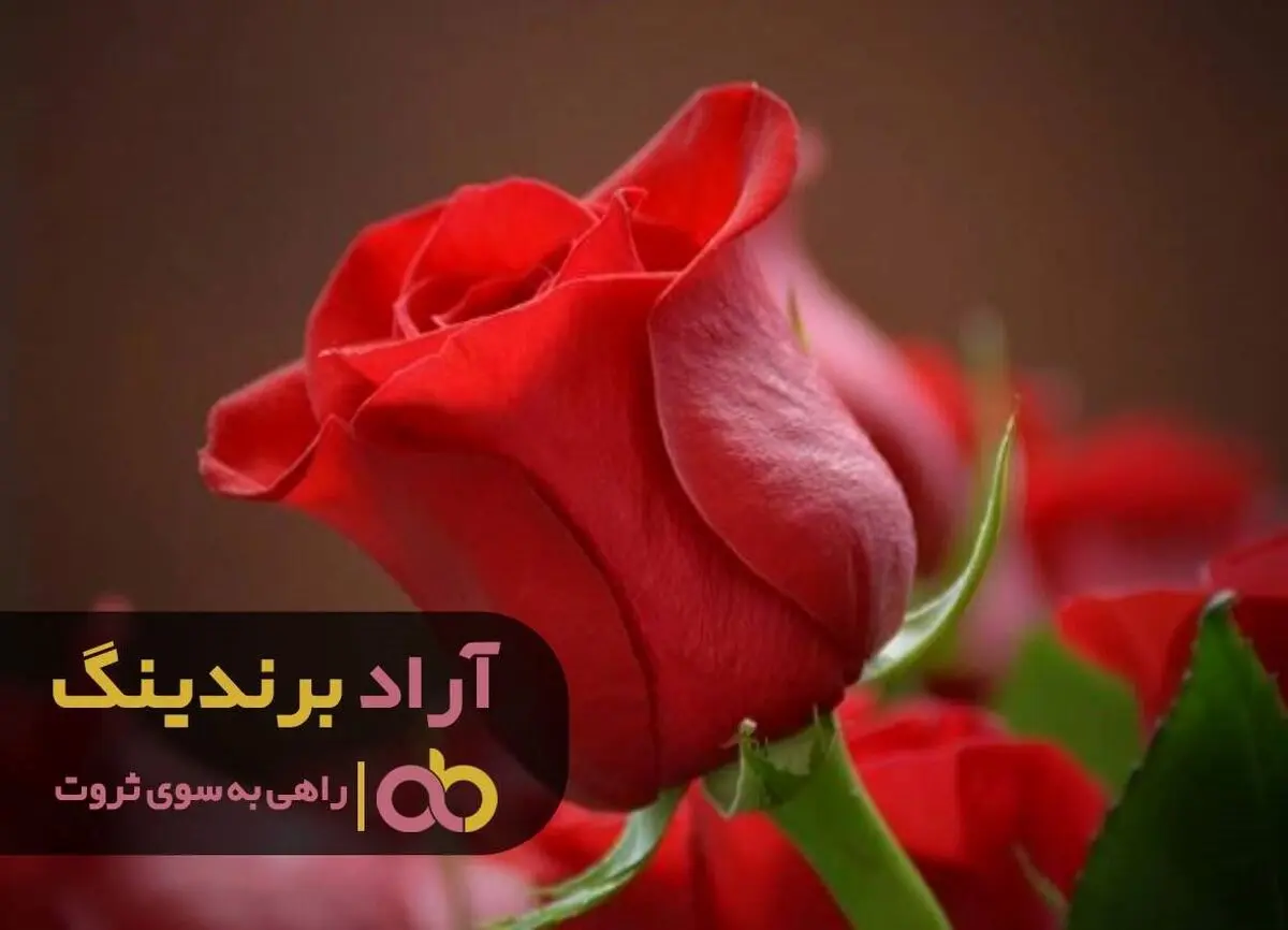 
گلی که باعث سرمایه دار شدنم شد