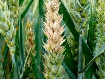 پارادوکس افزایش بارندگی‌ها در کردستان و کاهش سبزشدگی مزارع گندم / علت اصلی تأخیر در آغاز بارندگی‌ها است