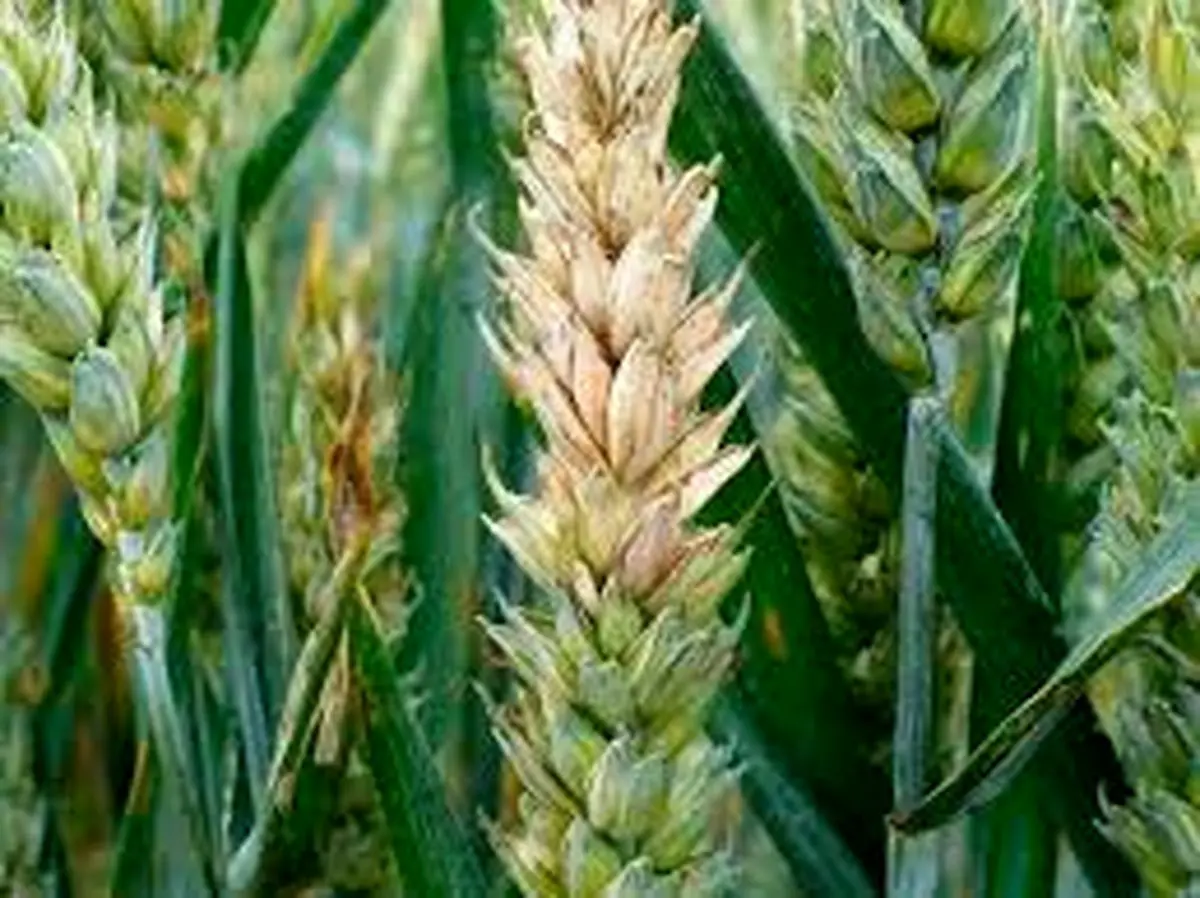 پارادوکس افزایش بارندگی‌ها در کردستان و کاهش سبزشدگی مزارع گندم / علت اصلی تأخیر در آغاز بارندگی‌ها است