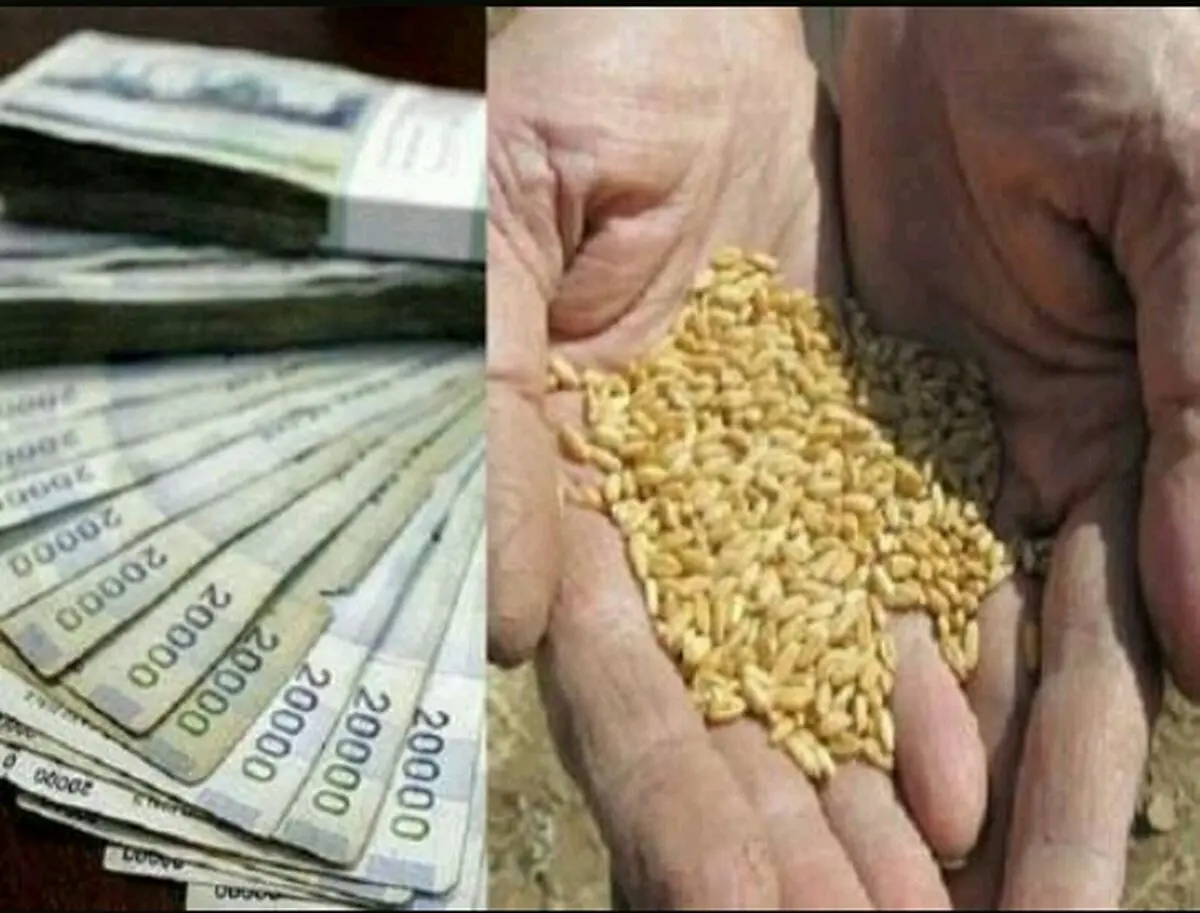 فروش حداکثری غلات در مراکز خرید/ تغذیه، آبیاری و کنترل آفات، نقایص سرمازدگی را جبران کرد