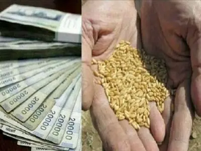فروش حداکثری غلات در مراکز خرید/ تغذیه، آبیاری و کنترل آفات، نقایص سرمازدگی را جبران کرد