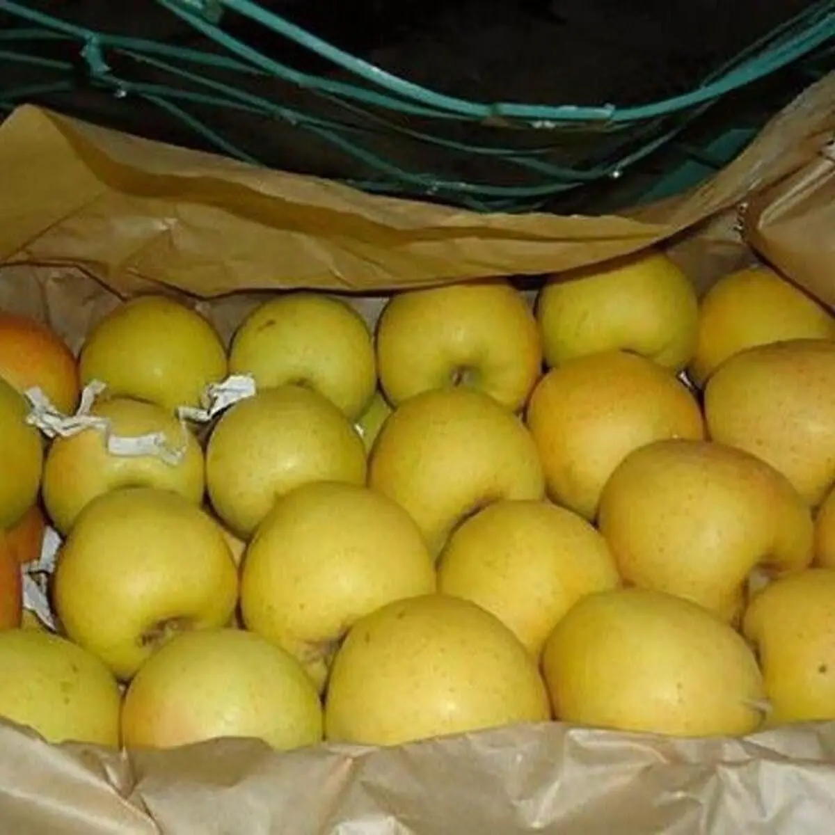 ذخیره سازی بیش از ۴۰۰ هزار  تن سیب در سردخانه‌های آذربایجان غربی