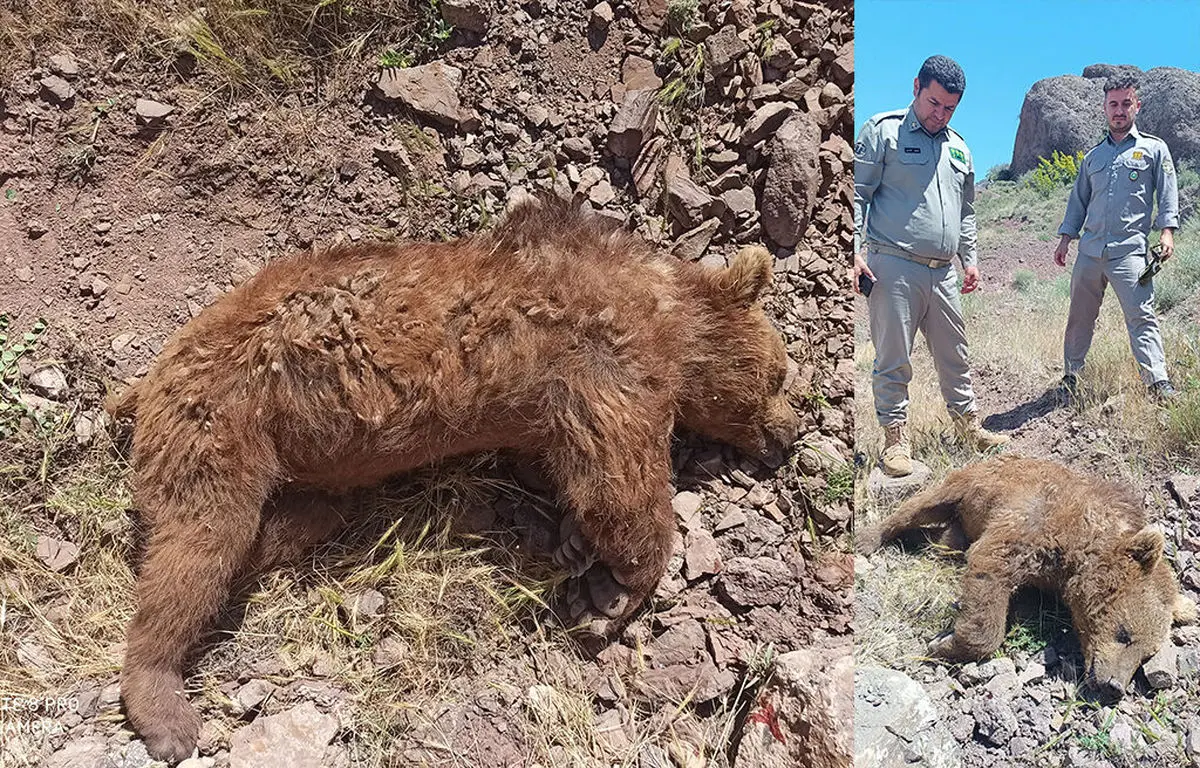 خرس قهوه‌ای در قزوین بر اثر برخورد با خودرو کشته شد