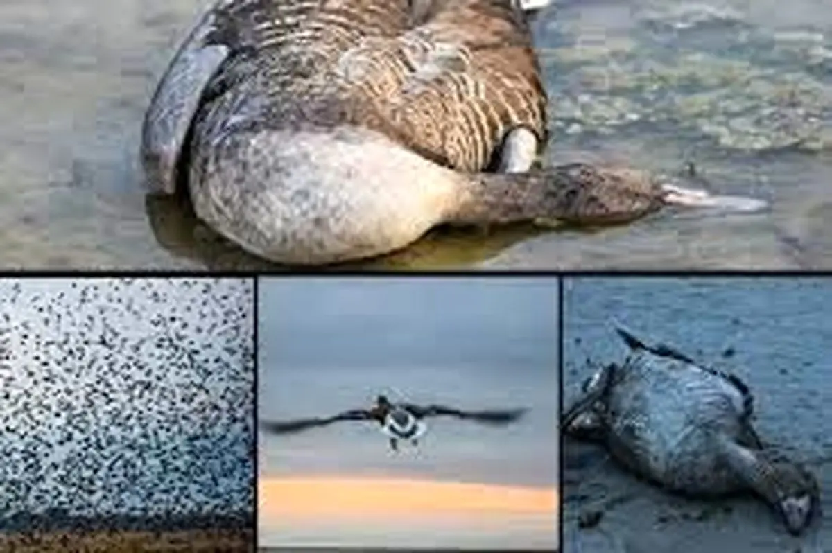 تشریح اقدامات کنترلی در راستای پیشگیری از شیوع آنفلوآنزای فوق حاد پرندگان / ضرورت رعایت اصول امنیت زیستی