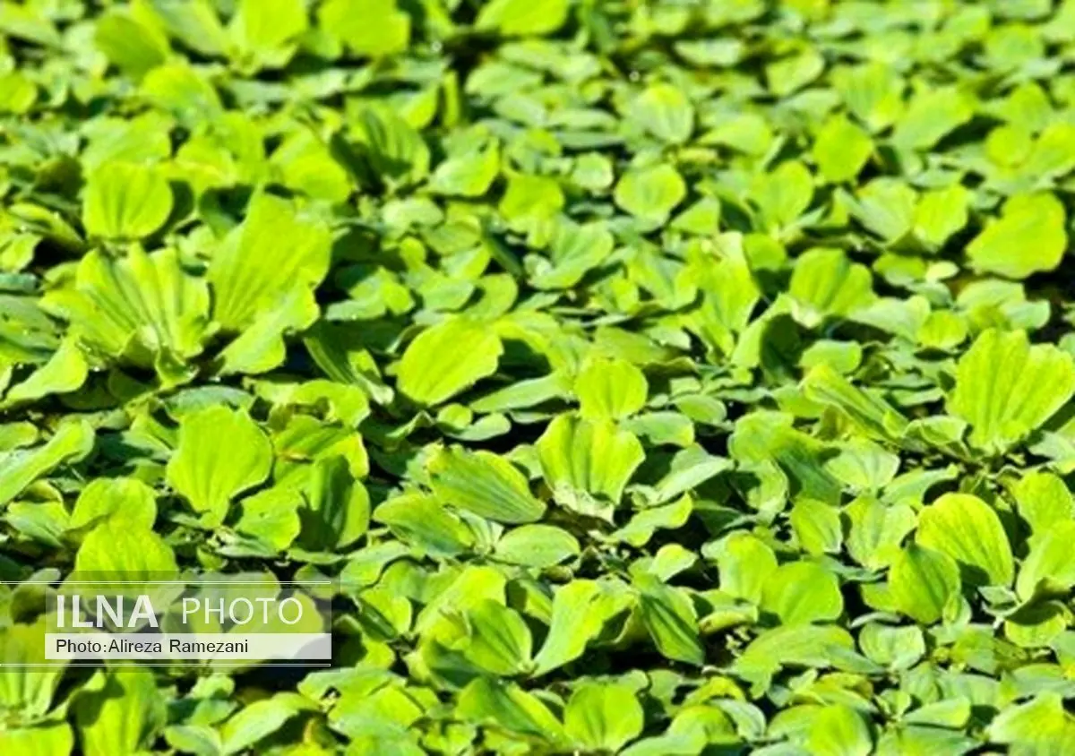7 گیاهی که ناجی دنیا هستند +تصاویر 