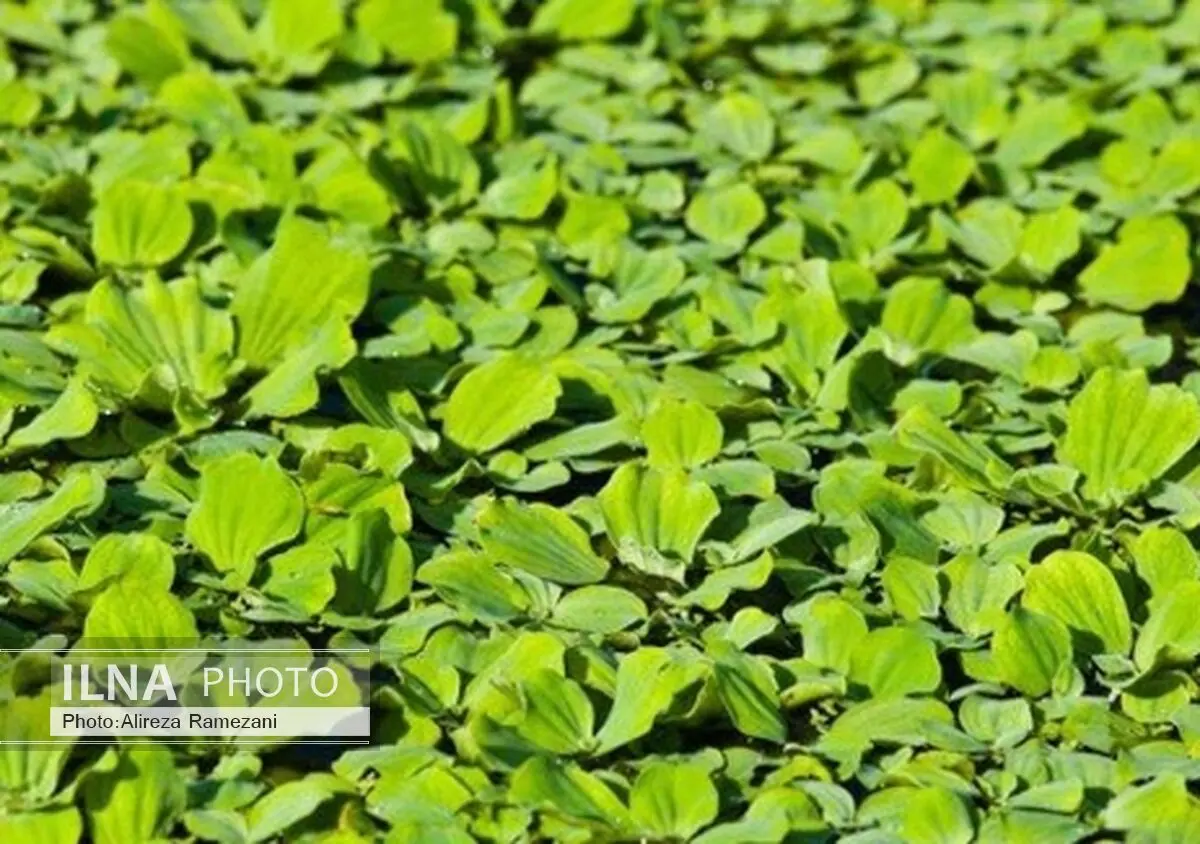 7 گیاهی که ناجی دنیا هستند +تصاویر 