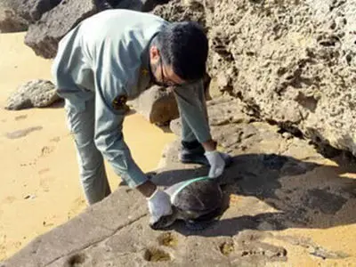 کشف لاک‌ پشت‌های خزری و مارهای آبی در تهران 