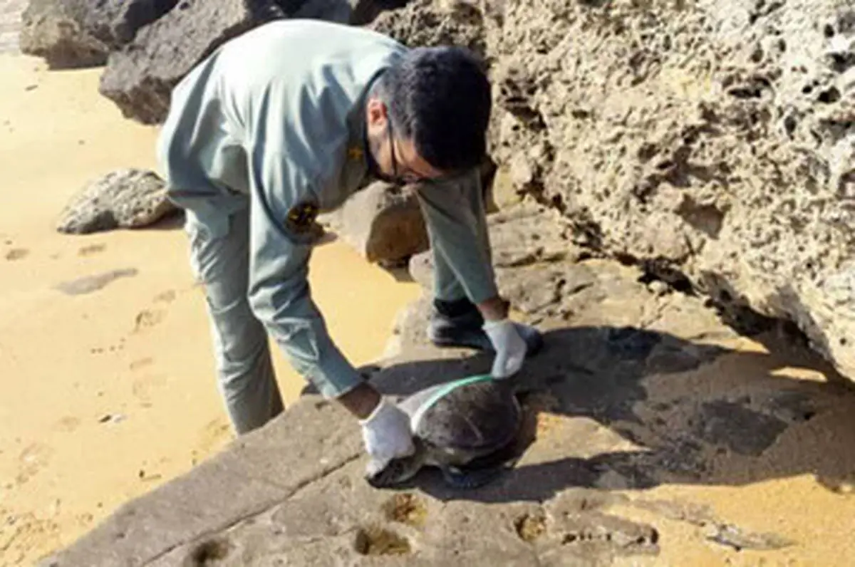 کشف لاک‌ پشت‌های خزری و مارهای آبی در تهران 