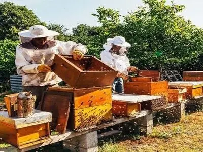 برداشت عسل از کندو‌های زنبور عسل در شهرستان فومن
