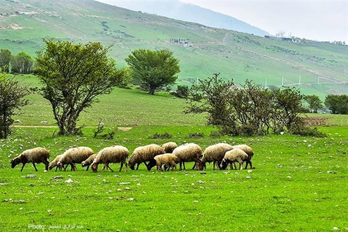 کاهش ۲۰ هزار تومانی قیمت دام سبک/ هر کیلو دام سبک ۳۰۰ هزار تومان